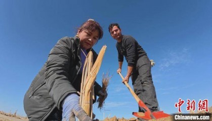 新疆且末群众在塔克拉玛干沙漠边缘植树造林
