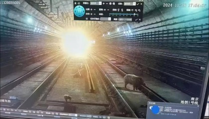 晚高峰地铁隧道内出现野猪?南京地铁:属实,正调查核实详情