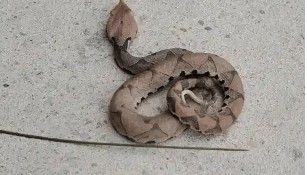 浙江温州有人在山上放生五步蛇，此前已有村民被咬！当地村干部回应