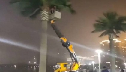 违规花千万装修县政府大楼,仿真椰子树成了“背锅侠”