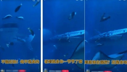 机器鱼代替真“鲸鲨”!有人感觉被骗,但真相更揪心……