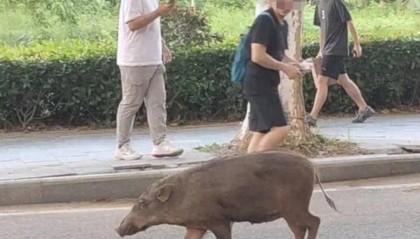 91.5万元打300头野猪,南京一企业中标后弃标,知情人:人手不够放弃