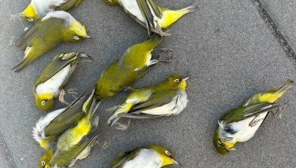 北京一座大厦楼下躺了14只鸟,12只已死亡!元凶竟是玻璃