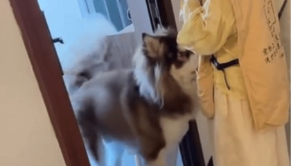 女子上门代喂,被100多斤阿拉斯加犬咬伤遭毁容,狗主人称不担全责