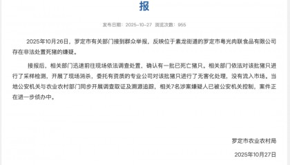 广东一肉联公司门口堆满死猪,官方通报:7人被公安控制,涉嫌非法处置死猪