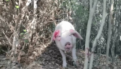 300多斤的猪跳过1.5米高钢板门,失踪26天,失主:找回时还有280多斤!