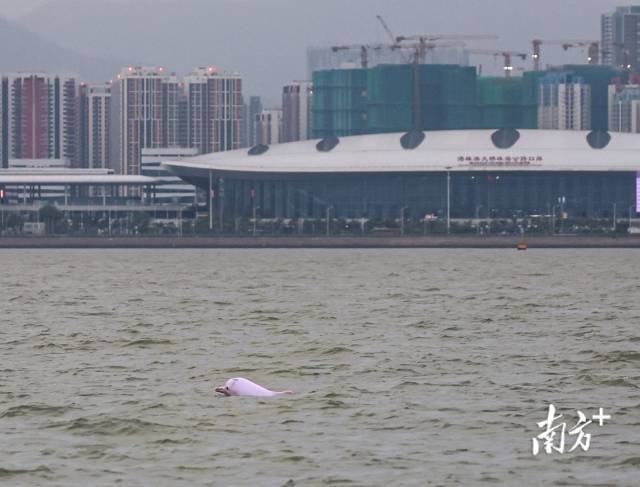 “喜洋洋”“乐融融”本尊现身！中华白海豚畅游港珠澳大桥为十五运会助阵