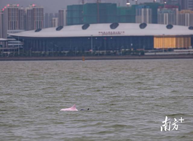 “喜洋洋”“乐融融”本尊现身！中华白海豚畅游港珠澳大桥为十五运会助阵